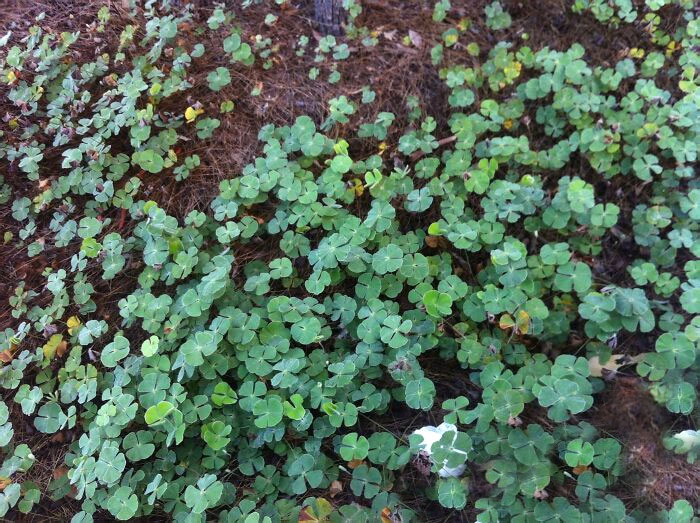 Creo que es mi día de suerte