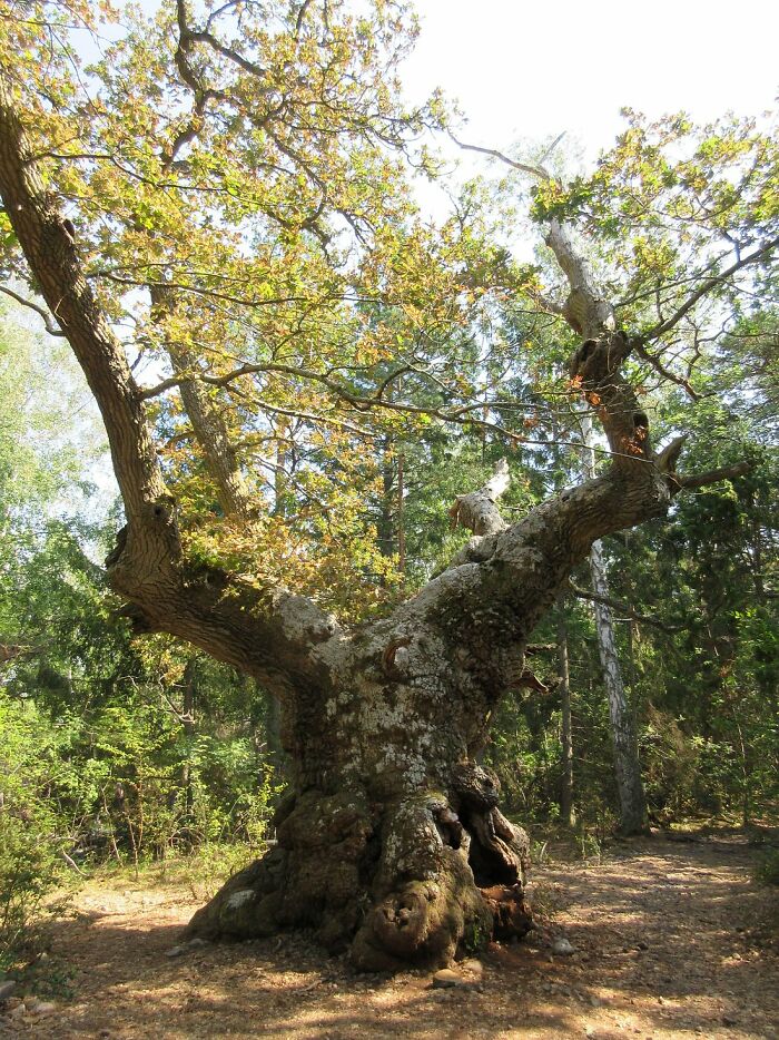In Naturum Trollskogen, Sweden (Island Of Öland)