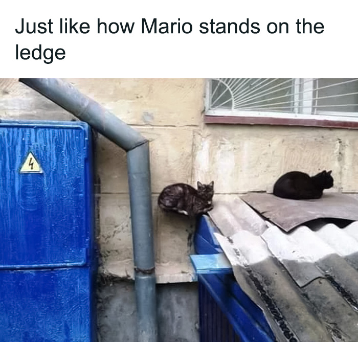 Cats perched on ledges like Mario, mimicking the character's iconic stance for a funny meme moment.