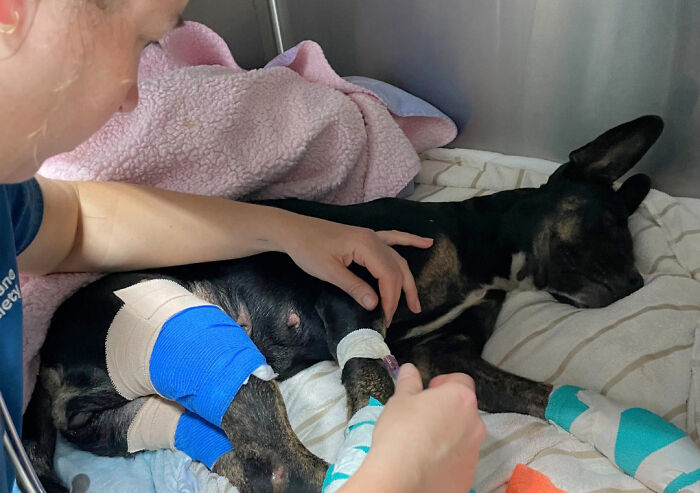 Hope Among Ashes As Maui Community Unites In Helping Wildlife Impacted By Fire