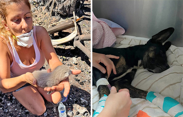 Hope Among Ashes As Maui Community Unites In Helping Wildlife Impacted By Fire