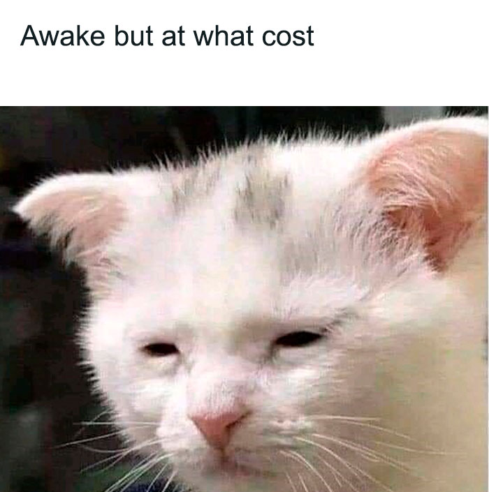 Sleepy cat with caption "Awake but at what cost," conveying a funny morning meme.
