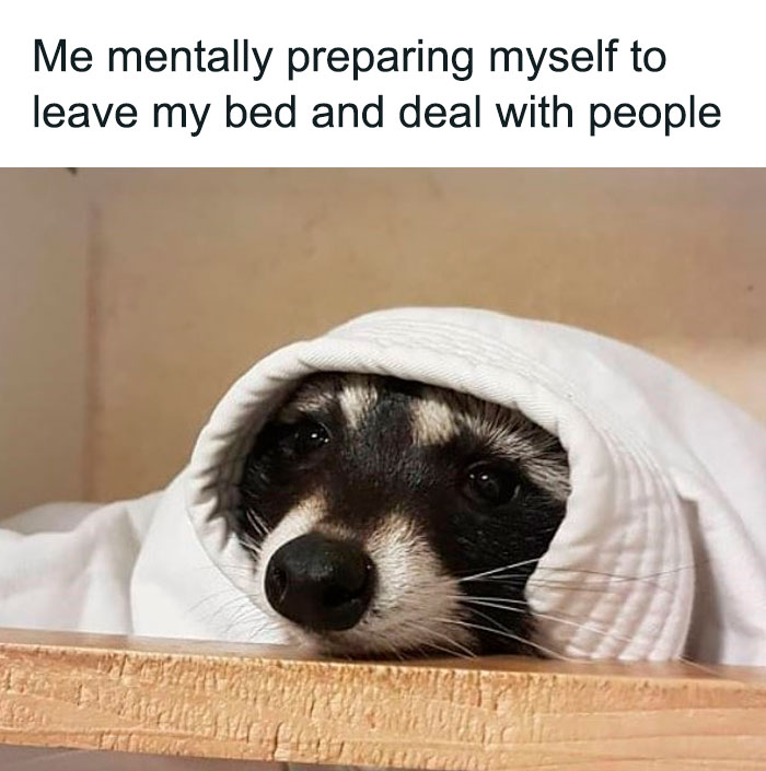 Raccoon wrapped in a white blanket, humorously captioned about preparing for the day.
