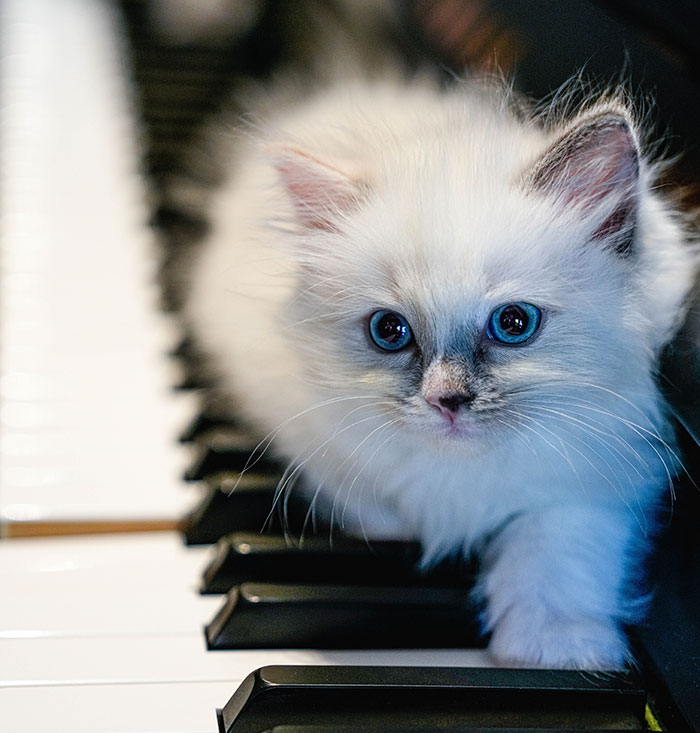 White cat with blue eyes lying on piano keys, adding a charming touch to amazing music facts and sound discovery.