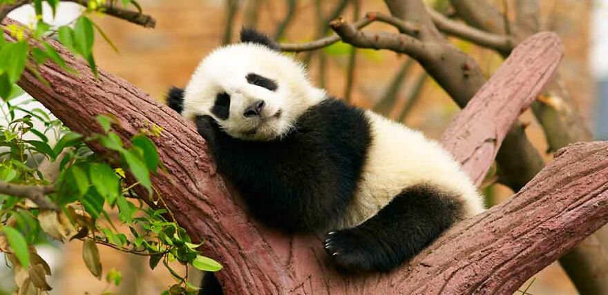Pandas: The Enigmatic Bamboo Bear