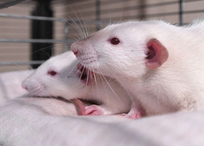 "She Poisoned My Food": 30 People Share Their Roommate From Hell Stories