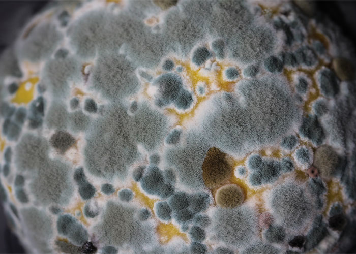 "She Poisoned My Food": 30 People Share Their Roommate From Hell Stories