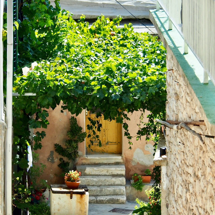 Pergola with green leaves hanging overhead, creating a shaded and inviting backyard space with natural beauty.