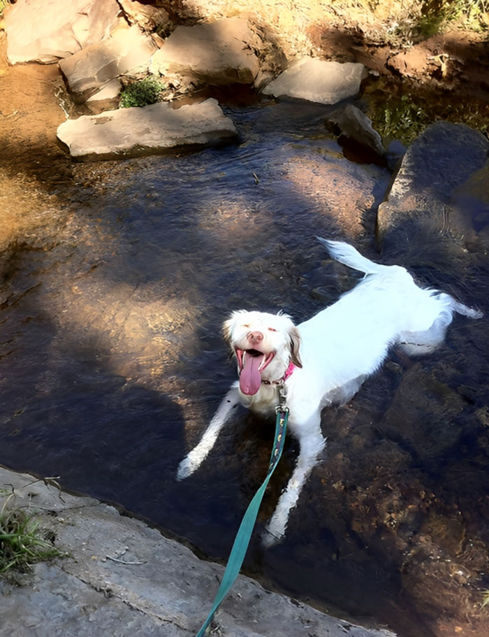 Nothing Like A Cool Bath After A Long Day Chasing The Ball