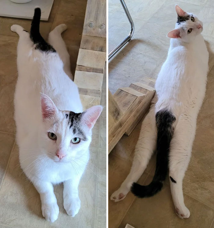 Cookie Cooling His Junk On The Cold Kitchen Floor
