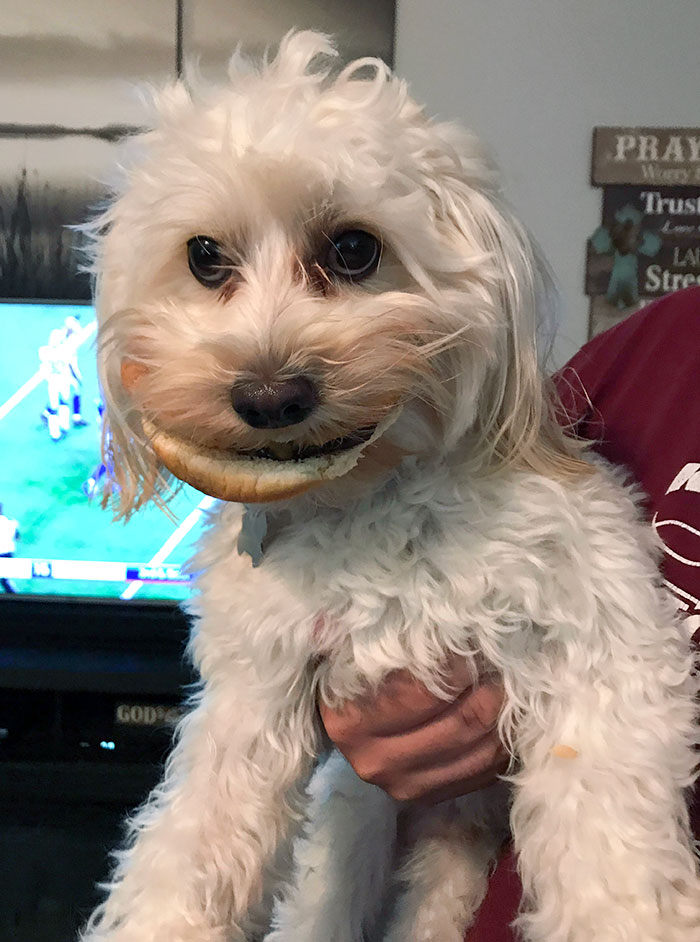 Ha robado una hamburguesa con queso y la tiene en la boca aún