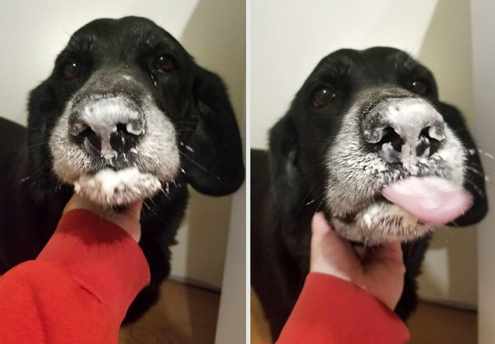 Al oír un ruido en la despensa me encontré al perro comiéndose una bolsa de harina, y ahora se sorprende porque tiene la boca llena de masa