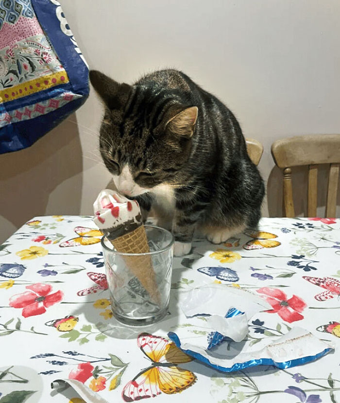 I Left My Ice Cream For One Minute While Changing His Litter Box. Ungrateful Little Bastard