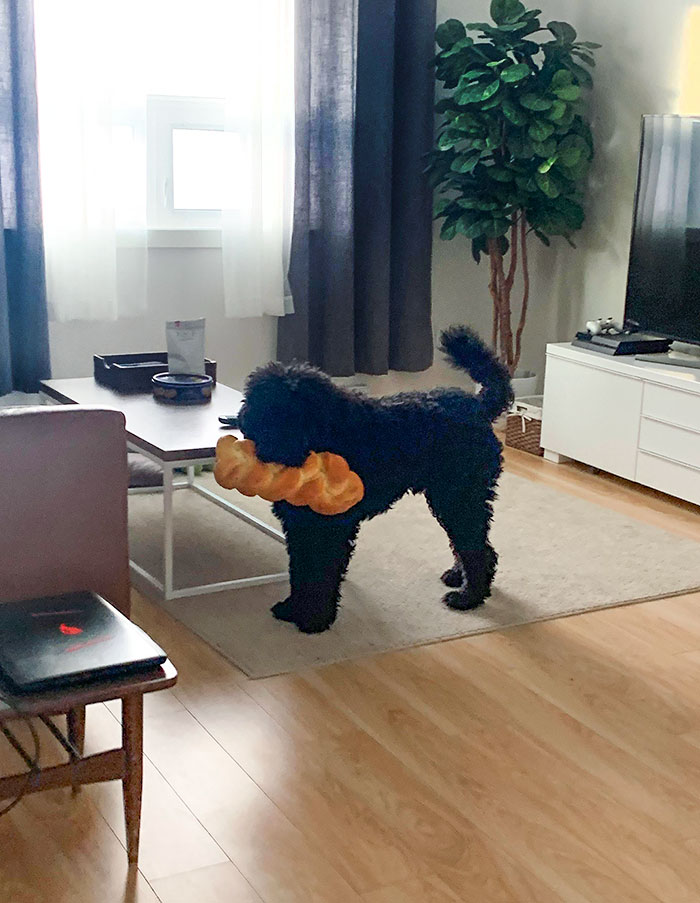 Me pasé el día horneando pan jalá para que me lo acaben robando