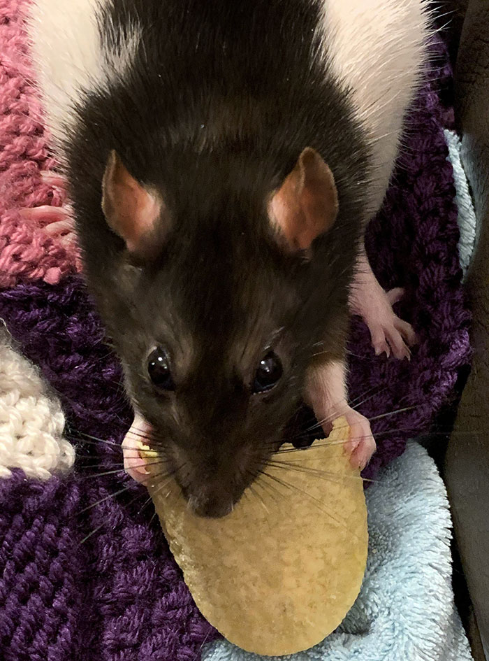 Me quiere robar las pringles