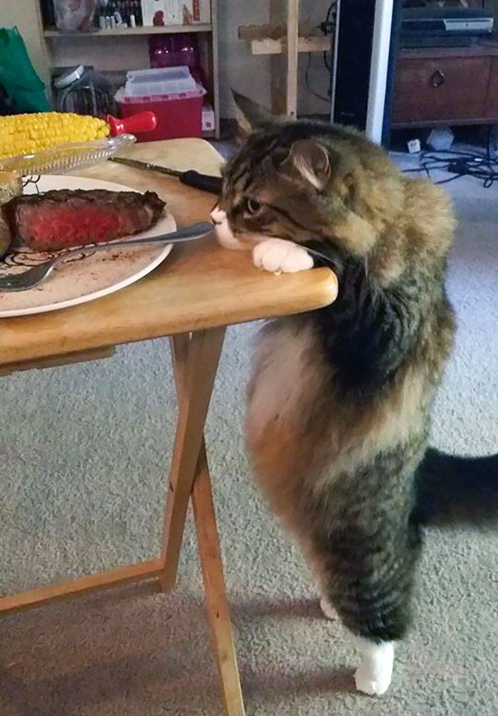 Intentando robar un mordisco de filete