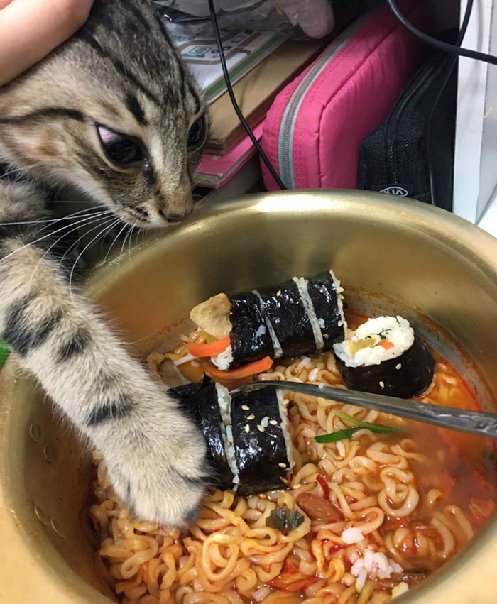 No es para ti, gatito