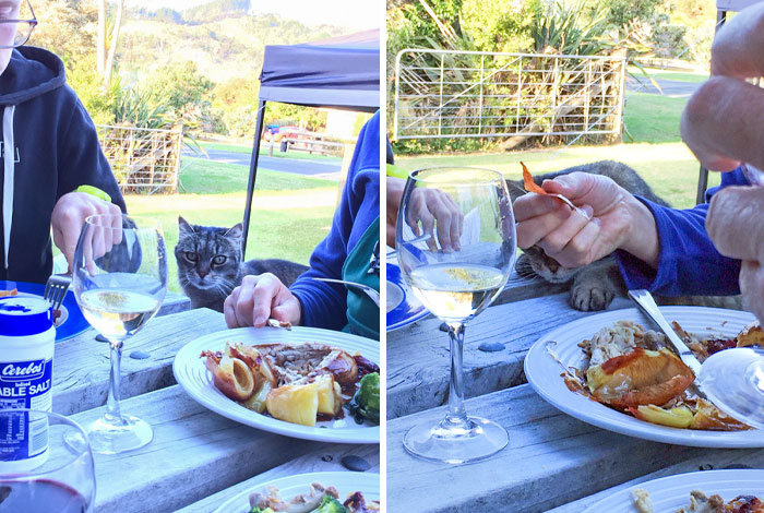 My Neighbour's Cat, Frodo, Plotting To Steal Food. It Was Unsuccessful