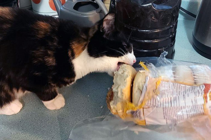 "Put Them On A Raw Meat Diet." They Said. This Carb-Craving Criminal Pulled The Bagels Out Of The Cupboard