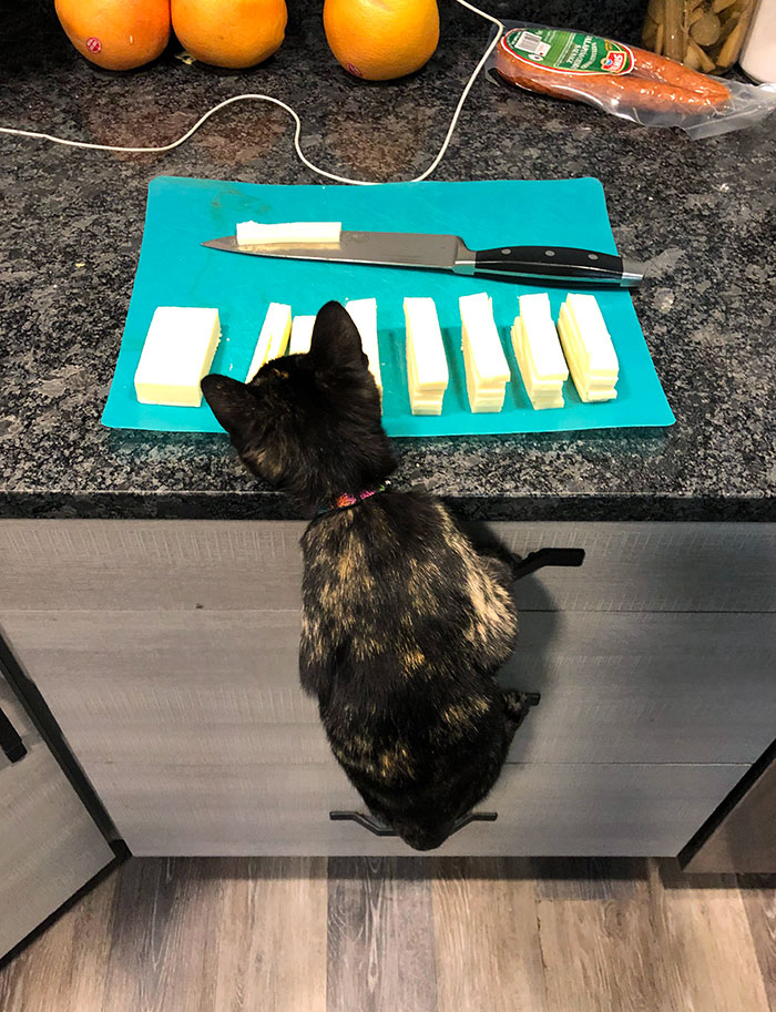 Ha trepado por las asas de los cajones para comerse el queso mientras lo cortaba