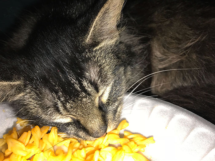Dejé mi comida desatendida por 2 minutos y mi gato se durmió mientras se la comía