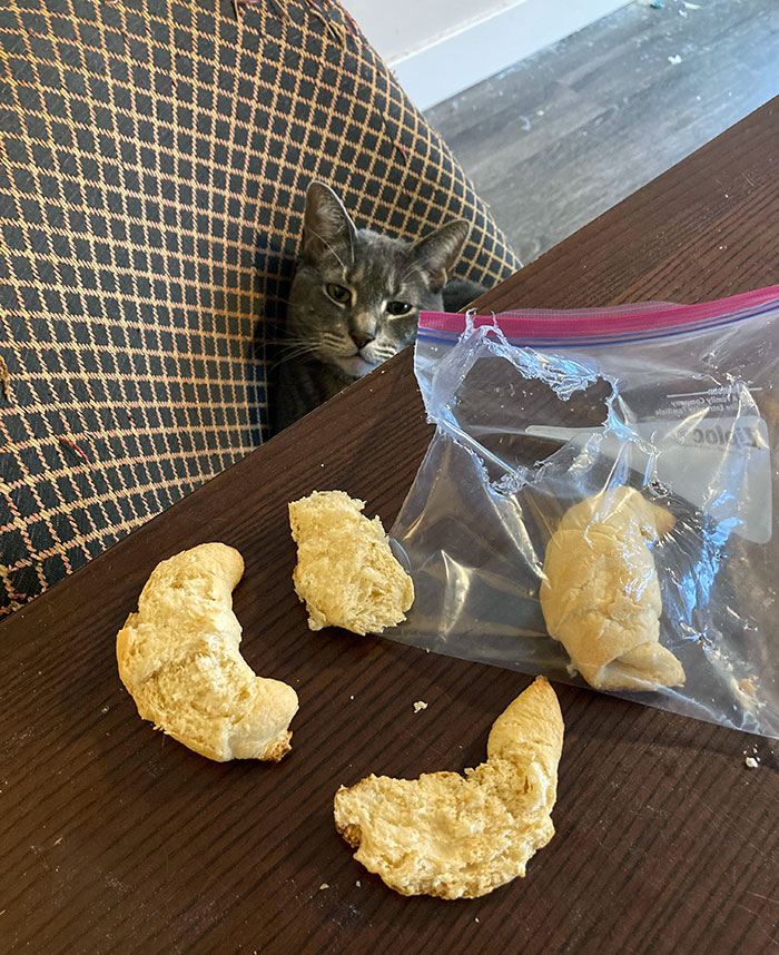 Last Night There Were Four Rolls In The Bag, And This Morning I Found It Like This