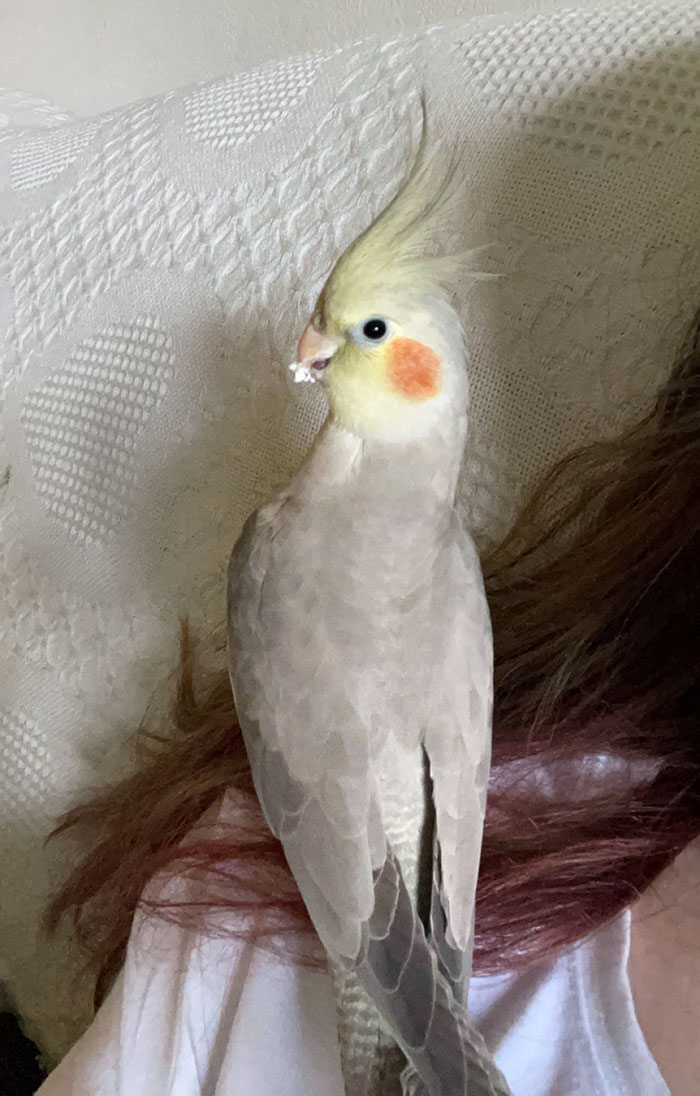 Cream Cheese Thief Was Caught