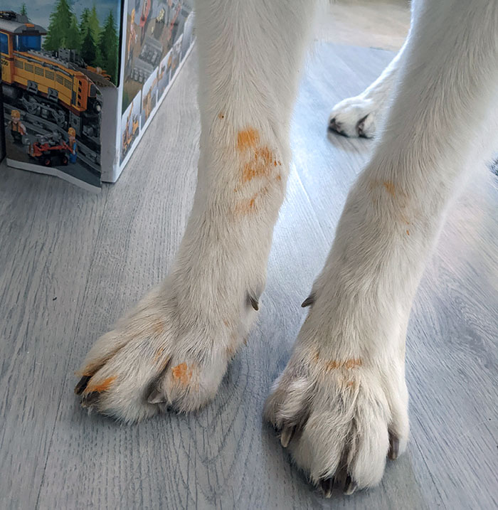 Pizza? I Haven't Seen Any Pizzahhh