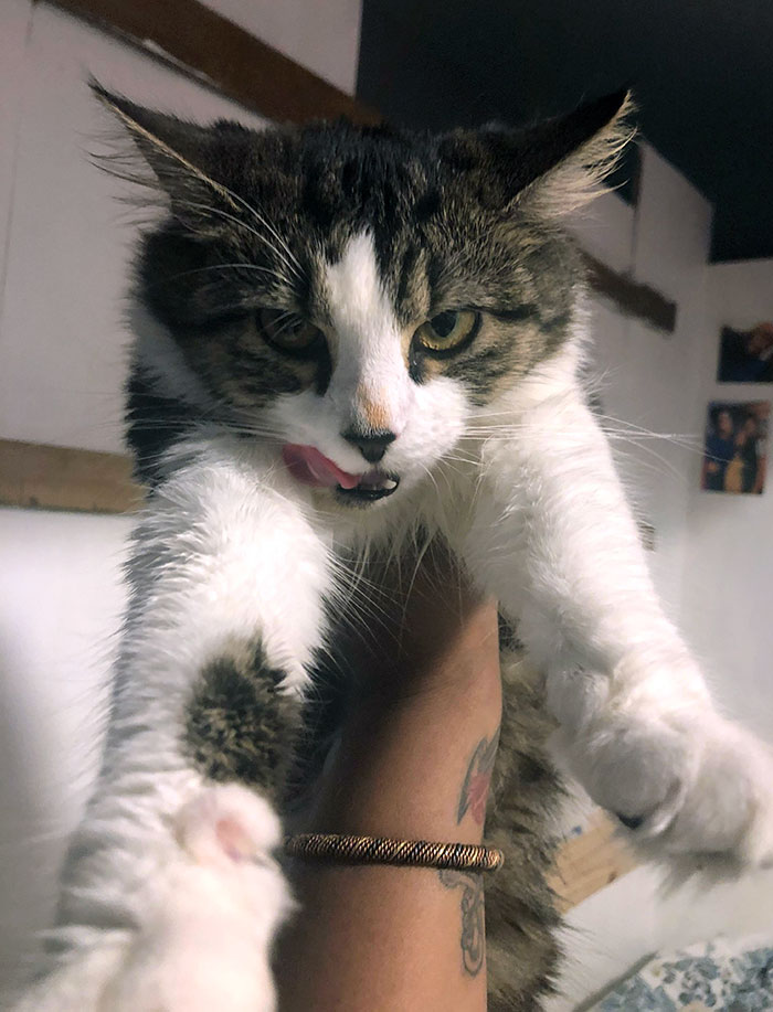 Two Successful Heists In One Day. She Got Caught Eating Out Of My Bowl. Pasta Sauce On Her Nose. In Her Head, I Bet She's Saying: "Today Was A Good Day"