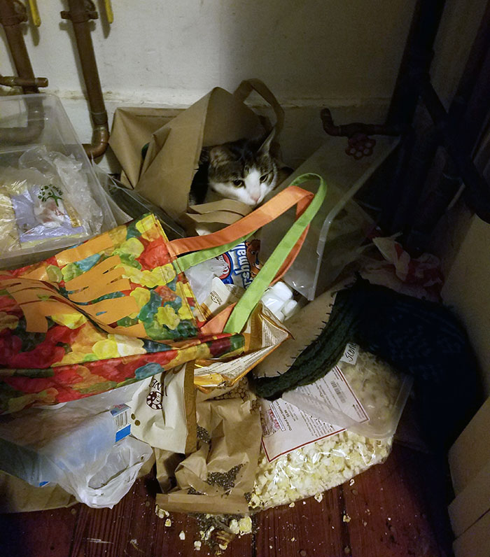 He Broke Into The Snack Closet, Ate A Bunch Of Popcorn And Kibble. When He Couldn't Break Back Out He Peed Himself To Sleep