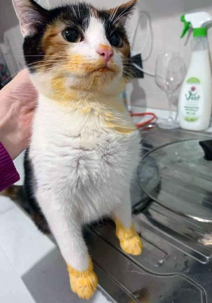 Parece que le ha gustado mi pollo a la mantequilla