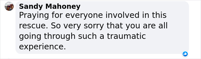 Hope Among Ashes As Maui Community Unites In Helping Wildlife Impacted By Fire