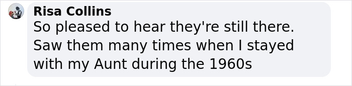 Bishop Palace Swans Ring The Palace Bells Whenever They Want Treats