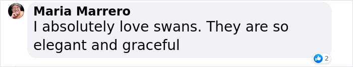 Bishop Palace Swans Ring The Palace Bells Whenever They Want Treats