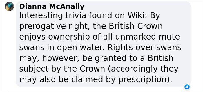 Bishop Palace Swans Ring The Palace Bells Whenever They Want Treats