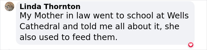 Bishop Palace Swans Ring The Palace Bells Whenever They Want Treats