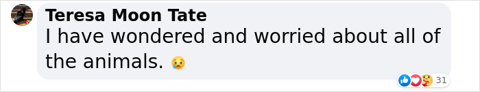 Hope Among Ashes As Maui Community Unites In Helping Wildlife Impacted By Fire