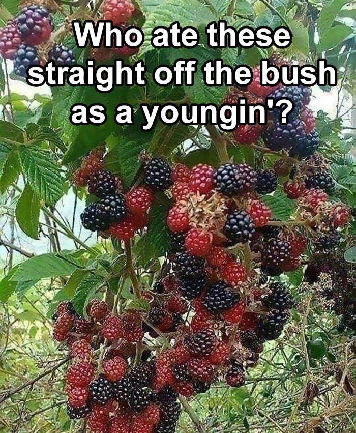 This Brings Back So Many Memories (Of Getting Thorned)