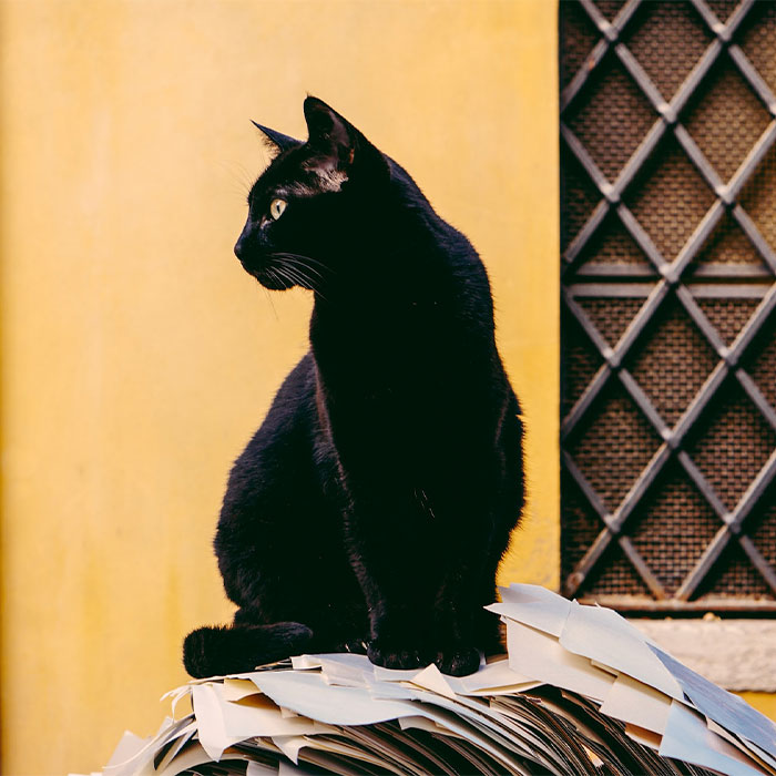 Random Facts That Will Make You Say “Wait, What?”