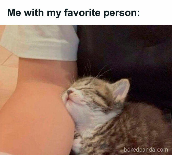 Cute kitten snuggling against a person's arm, perfectly capturing a hilarious meme about life.