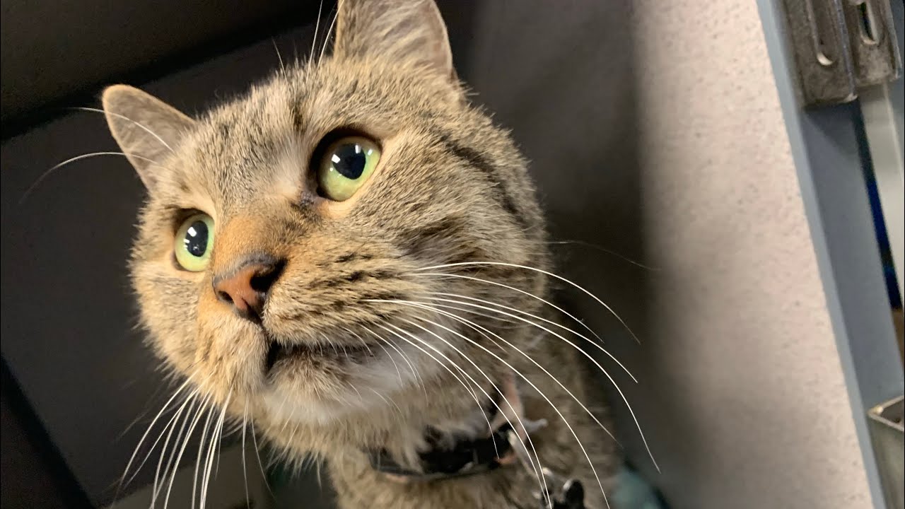 Rino-The Miracle Cat-Beating All Odds