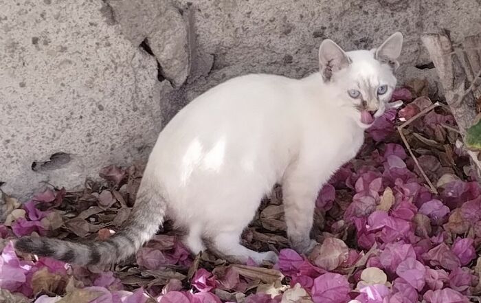 Raising Cheeky And Frankie (11 Pics)