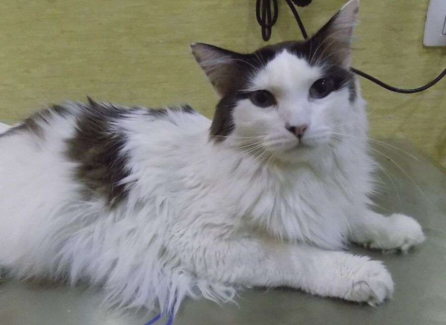 Meet Oliver, Our Sugar Kitty