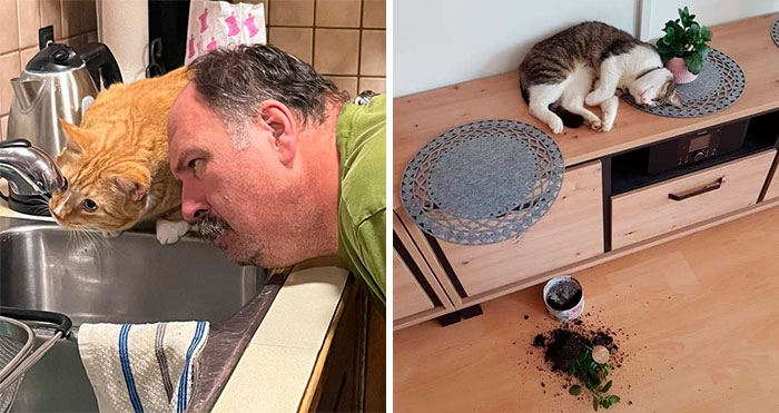 25 Gatos tontorrones compartiendo una sola neurona (nuevas fotos)