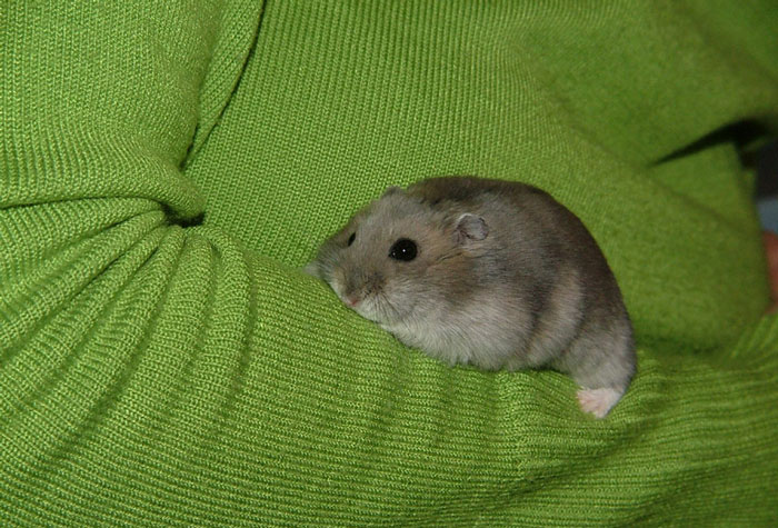 Parent Won’t Make Son Change Hamster’s Name Which SIL Wants For Her Child, She Absolutely “Blows Up”