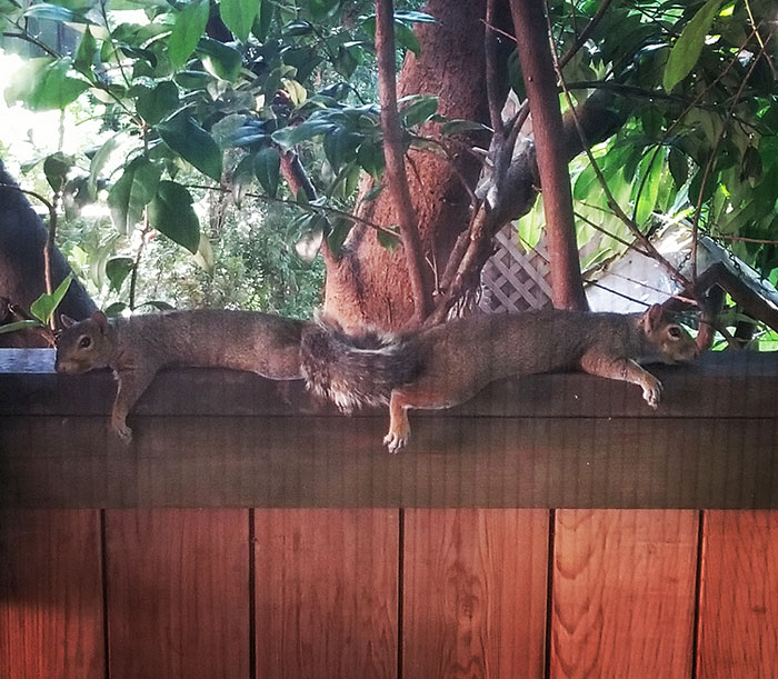 Looked Out My Window And Saw These Two Trying To Stay Out Of The Heat