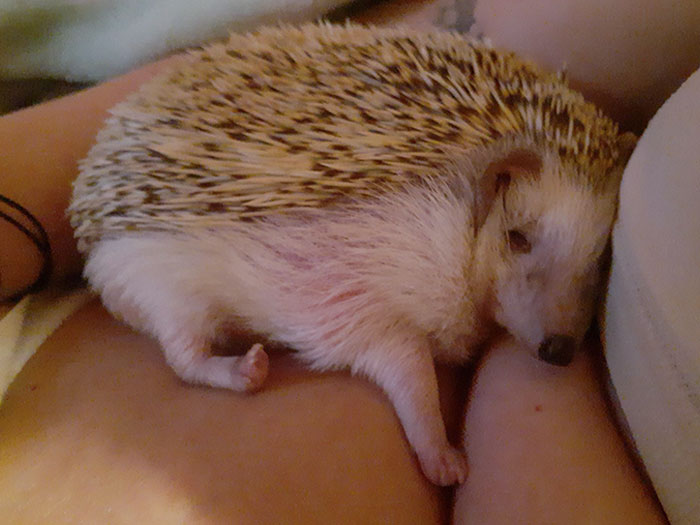 Sonya And I Can't Wait Until These Rounds Of Summer Heatwaves Are Done For Good (Not Quite Sure If This Counts As A Sploot Or Not)