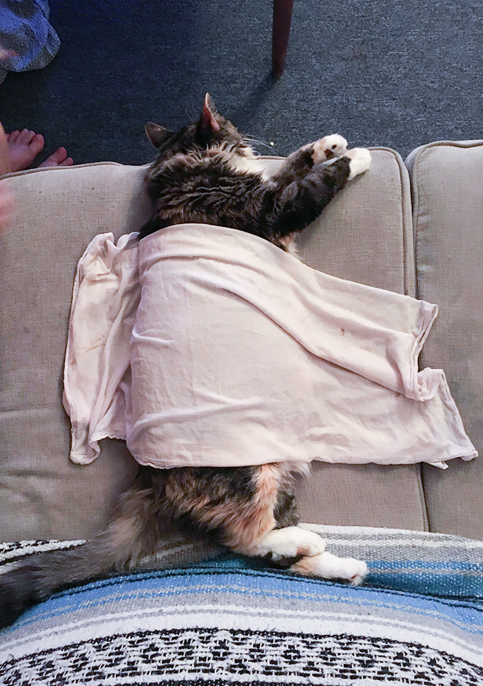 It's So Hot In San Francisco That My Cat, Who Hates Water And Anything On Her, Let Us Put This Wet Towel Over Her