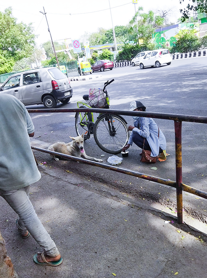 An Amazing Guy Feeding Dogs In 45°C Temperature And During Extreme Heatwaves