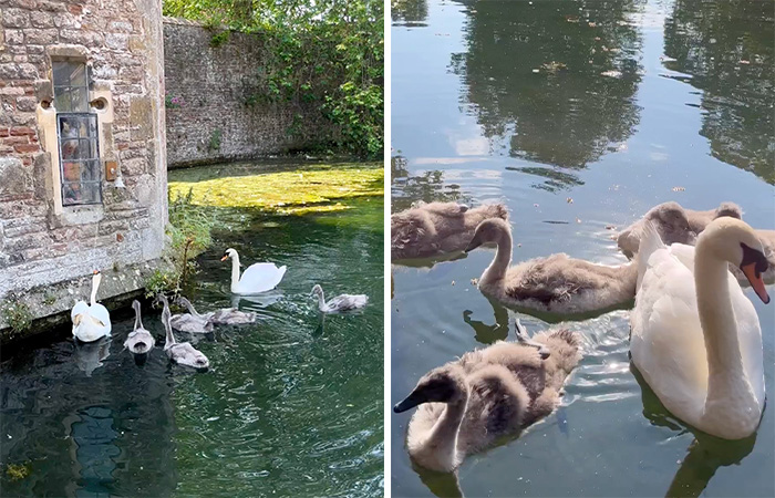 Bishop Palace Swans Ring The Palace Bells Whenever They Want Treats